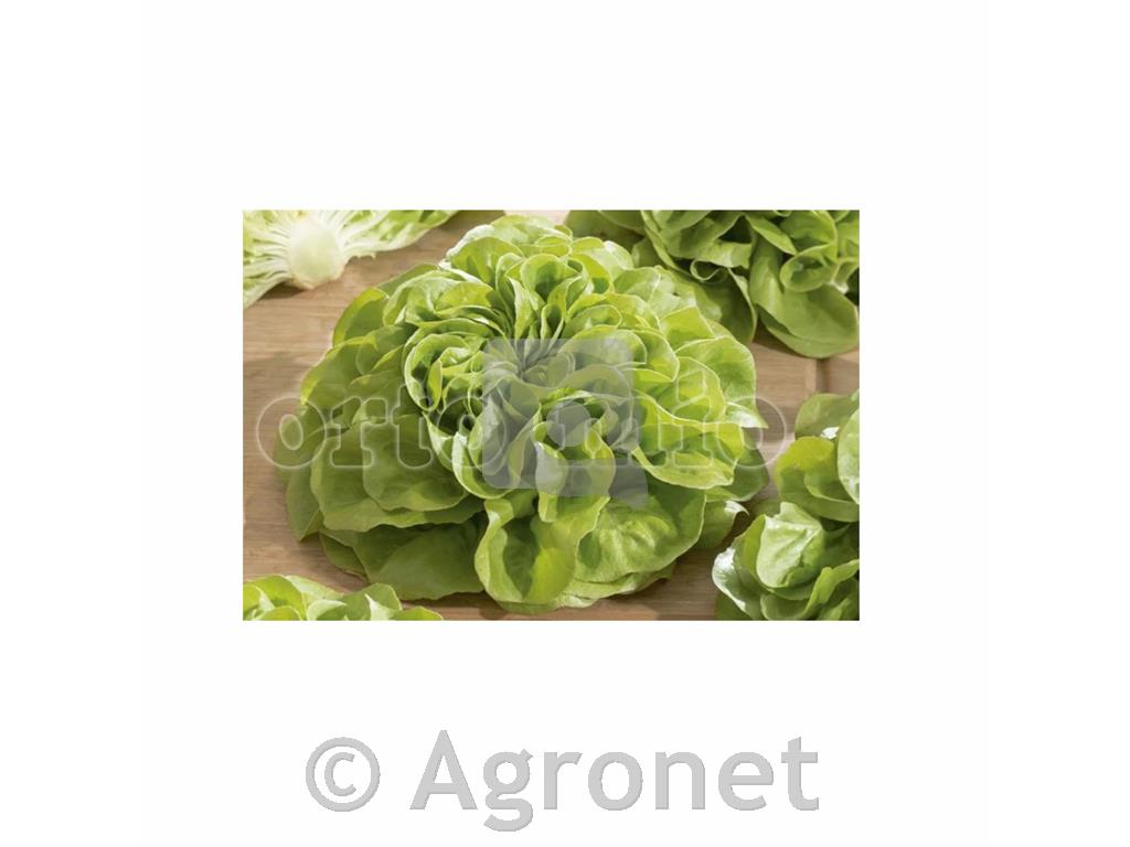 Solata mehkolistna zelena Aguino, 9 kos