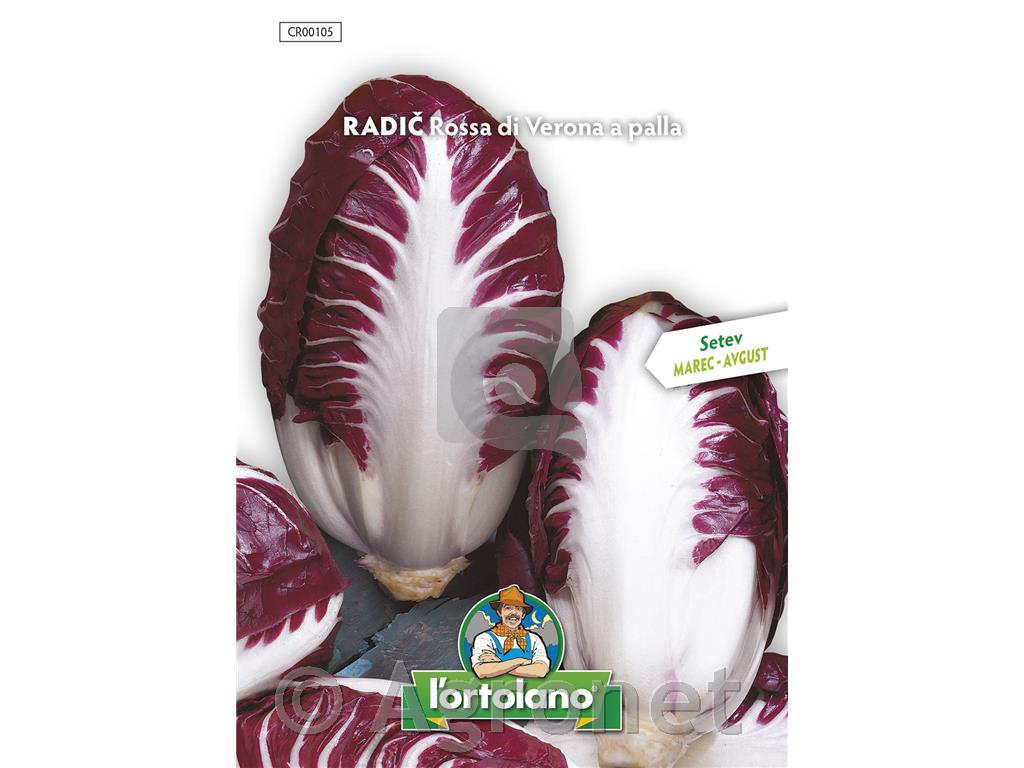 Radič Rossa di Verona a palla, 10 g