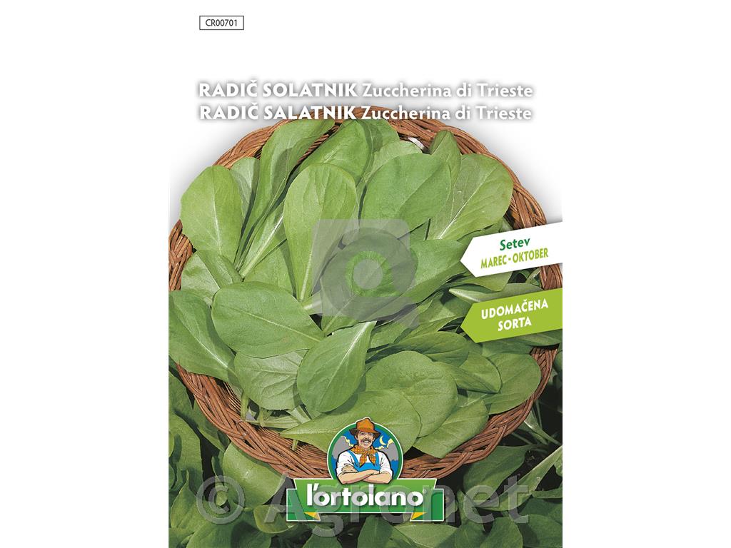 Radič Tržaški solatnik, 10 g