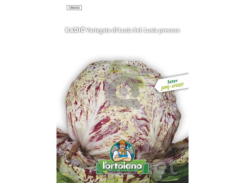 Radič Variegata di Lusia 10g