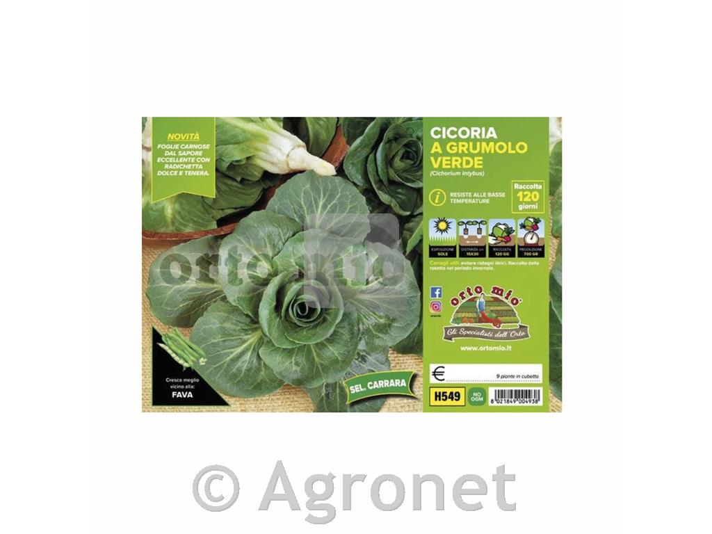 Radiči Grumolo, 9 kos