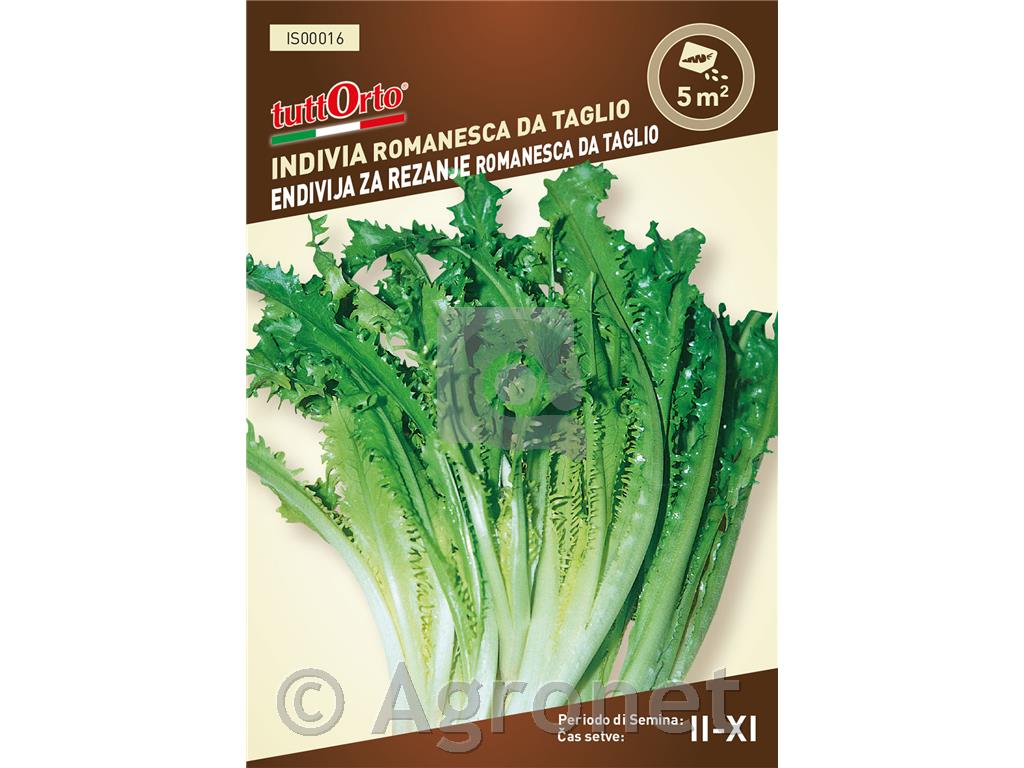 Endivija zarezanje Romanesca, 4