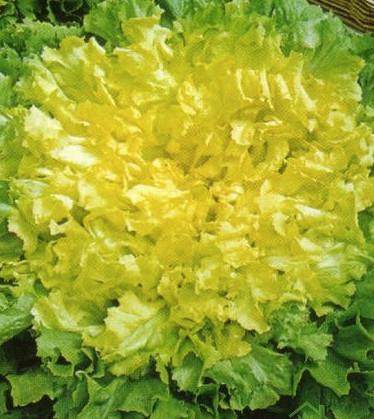 Endivija Dečkova glava, 10 g