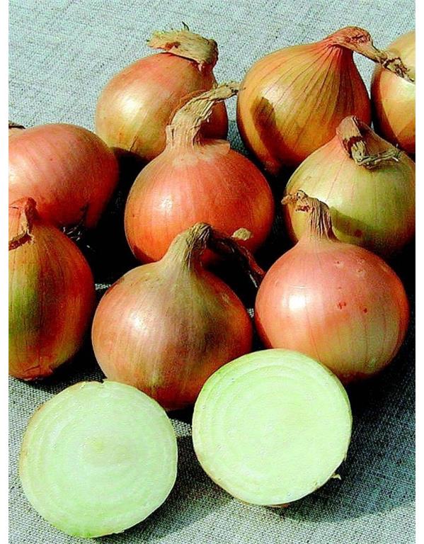 Čebulček eko Radar jesenski, 250 g