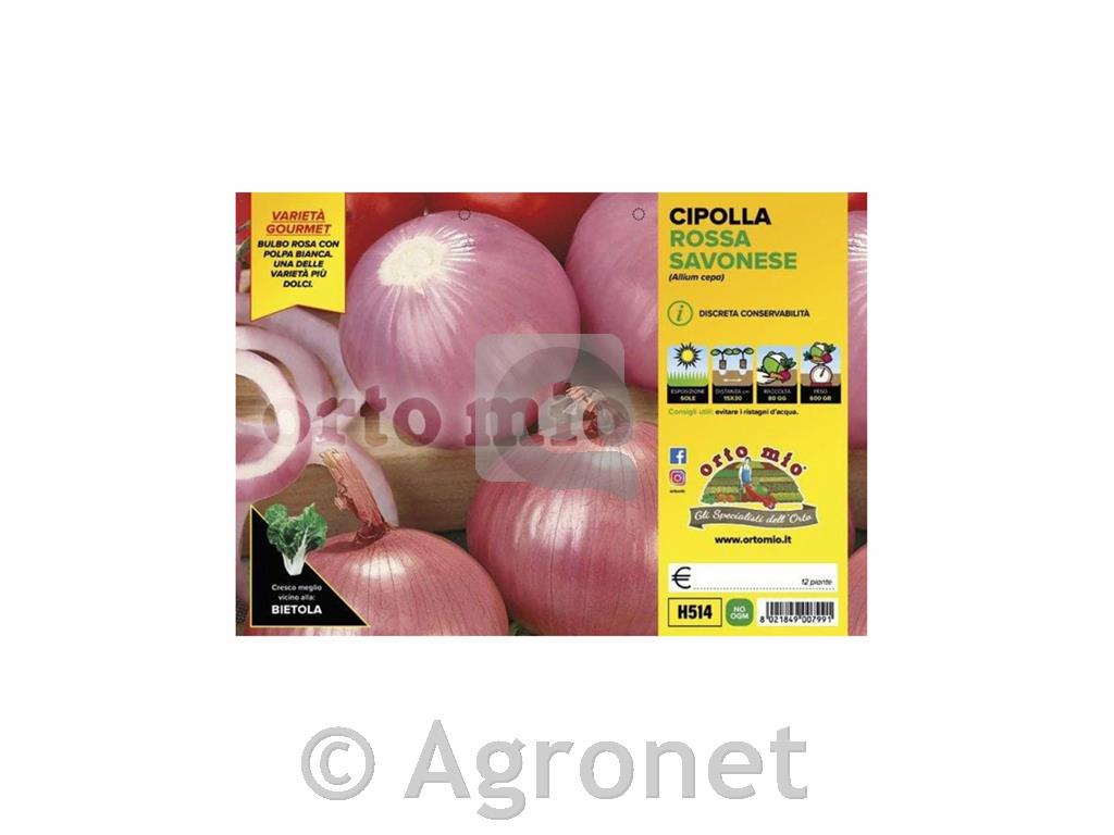 Čebula Savonese, 12 kos