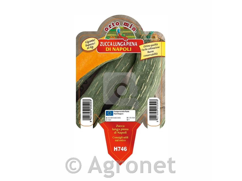 Bučke Lunga di Napoli, 1 kos