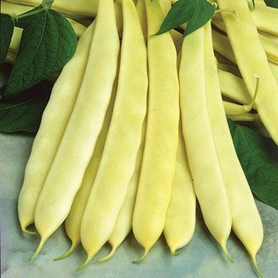 Fižol nizki Capitano 250 g