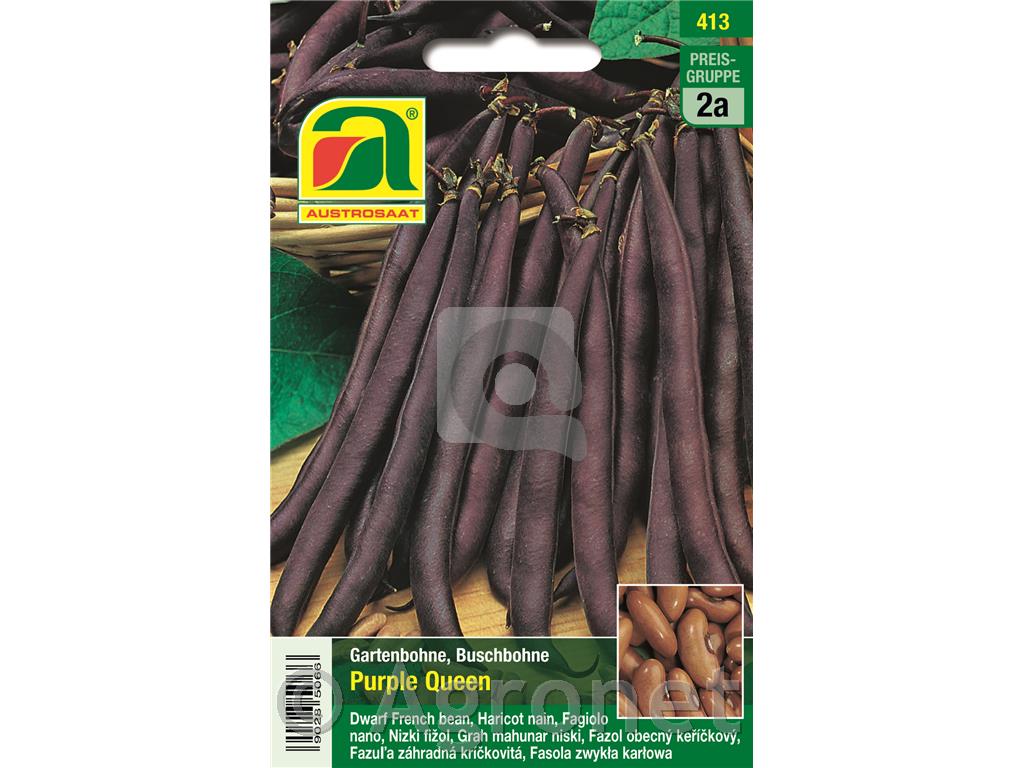 Nizek stročji fižol Purple Queen, 40g