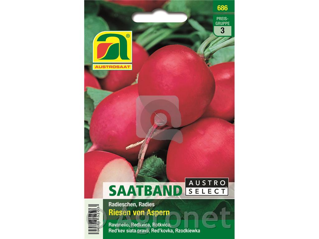 Redkvica Riesen von Aspern, seme na traku