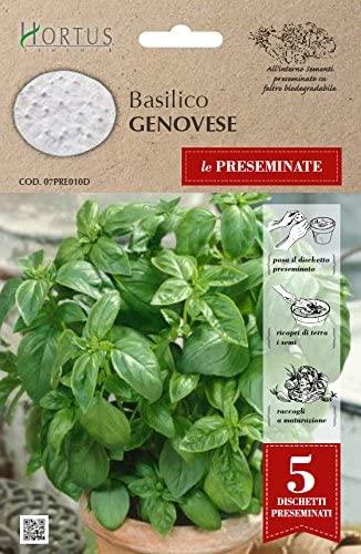 Bazilika Genovese, seme na disku