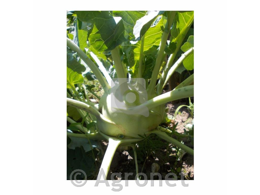 Kolerabica Superschmelz zelena EKO