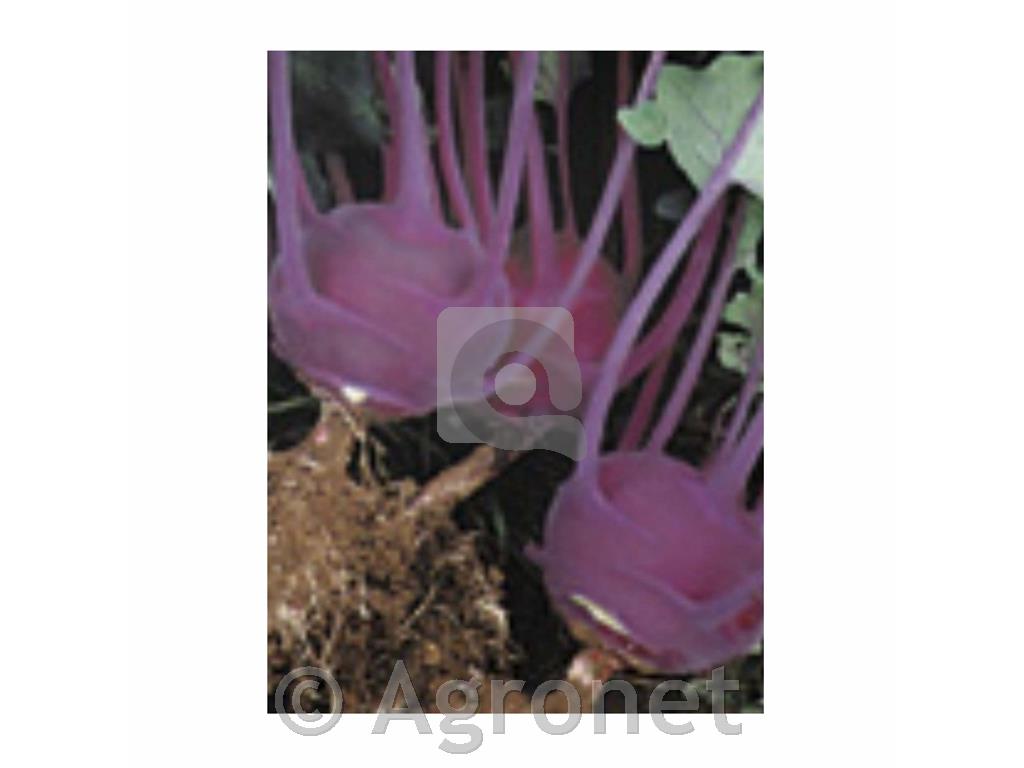 Kolerabica EKO Blaro rdeča