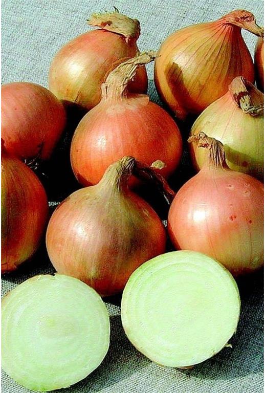 Čebulček eko sturon, 500 g