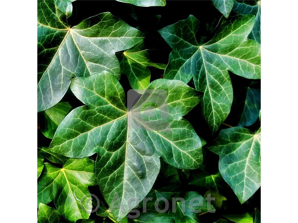 Buče mini Avalon F1, 4kos