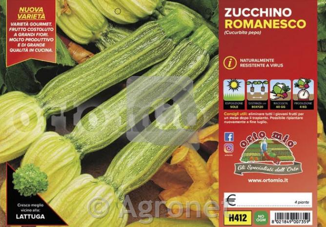 Bučke Floridus F1, 4 kos