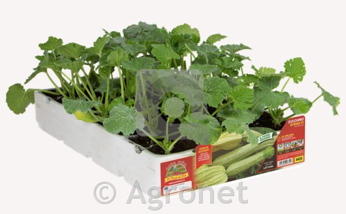 Bučke Melossa F1, 1 kos