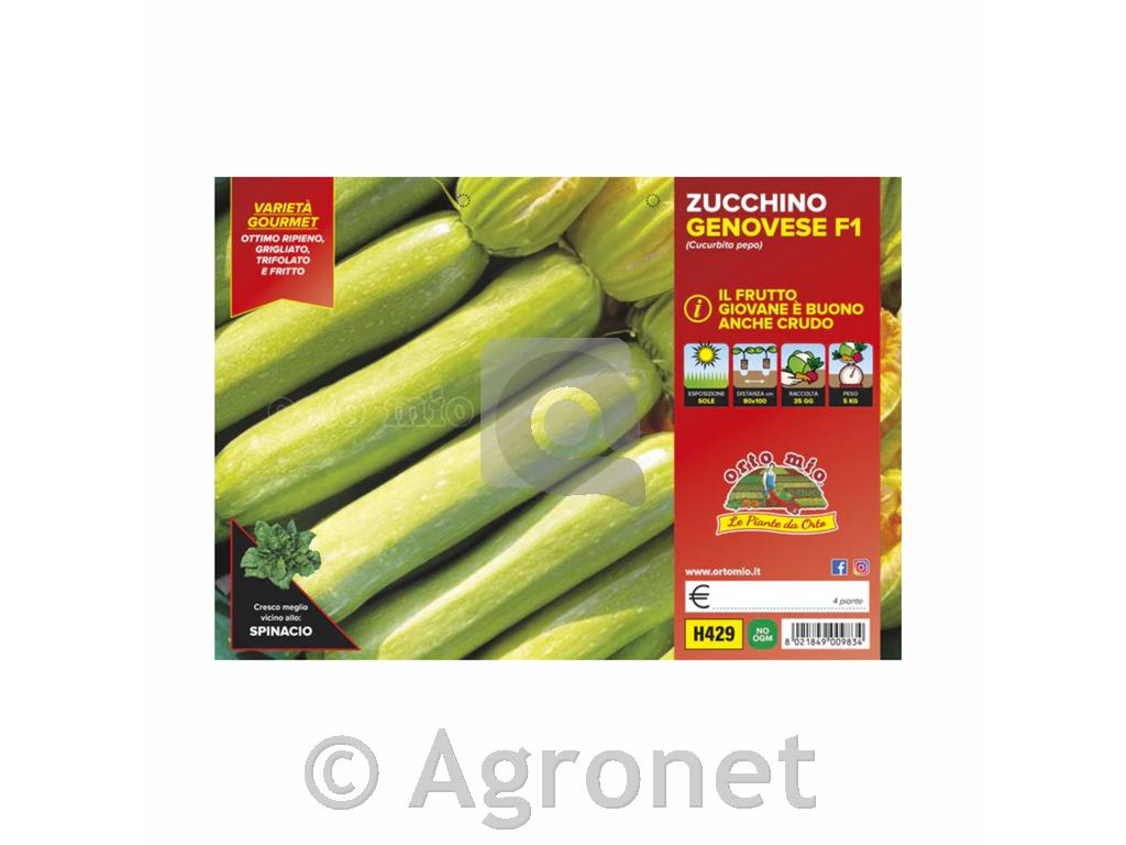 Bučke progaste Cigno F1, 1kos