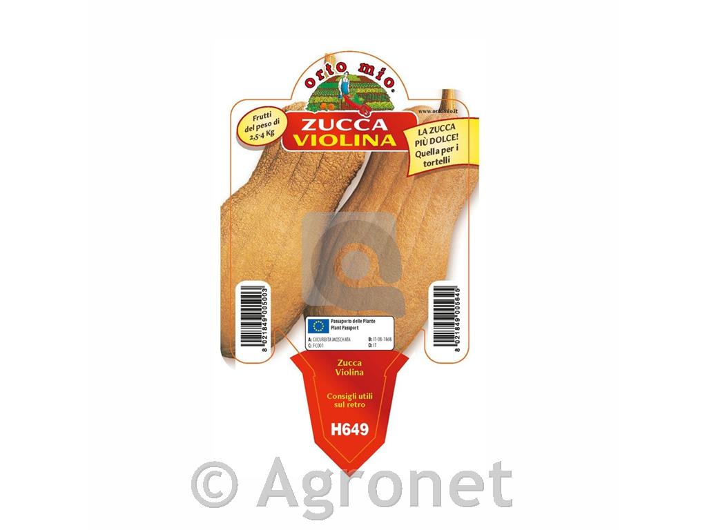 Buča maslenka Violina