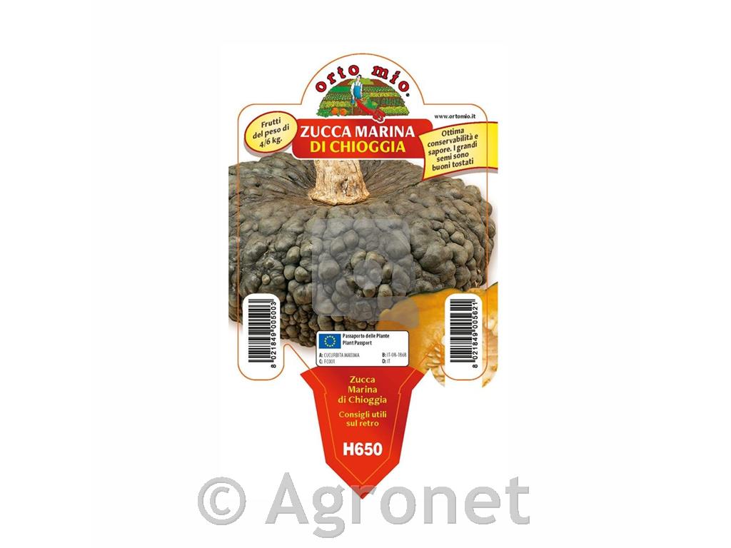 Buče Marina di Chioggia