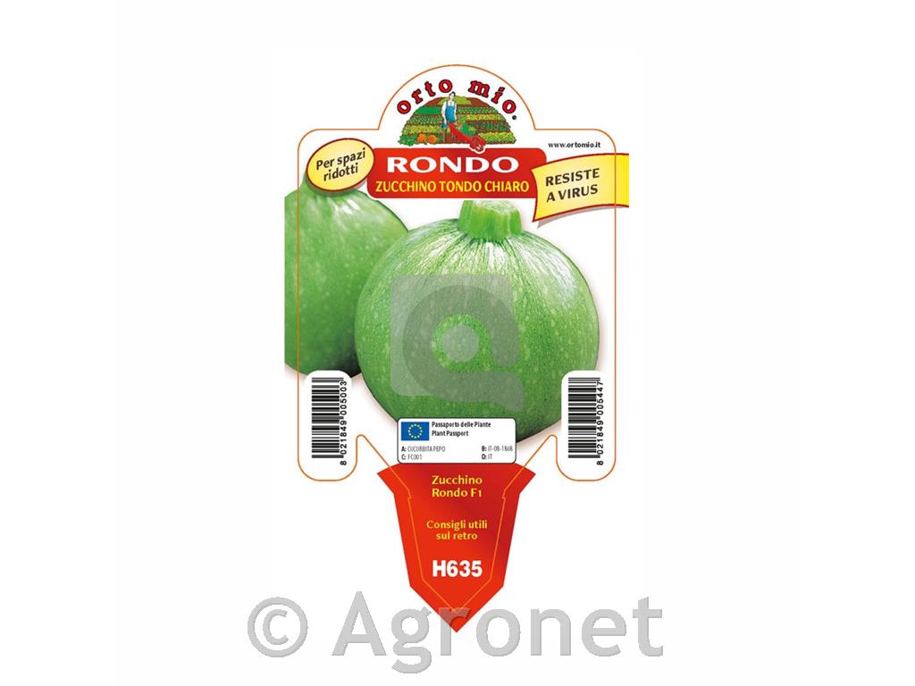 Bučke okrogla Galilée F1