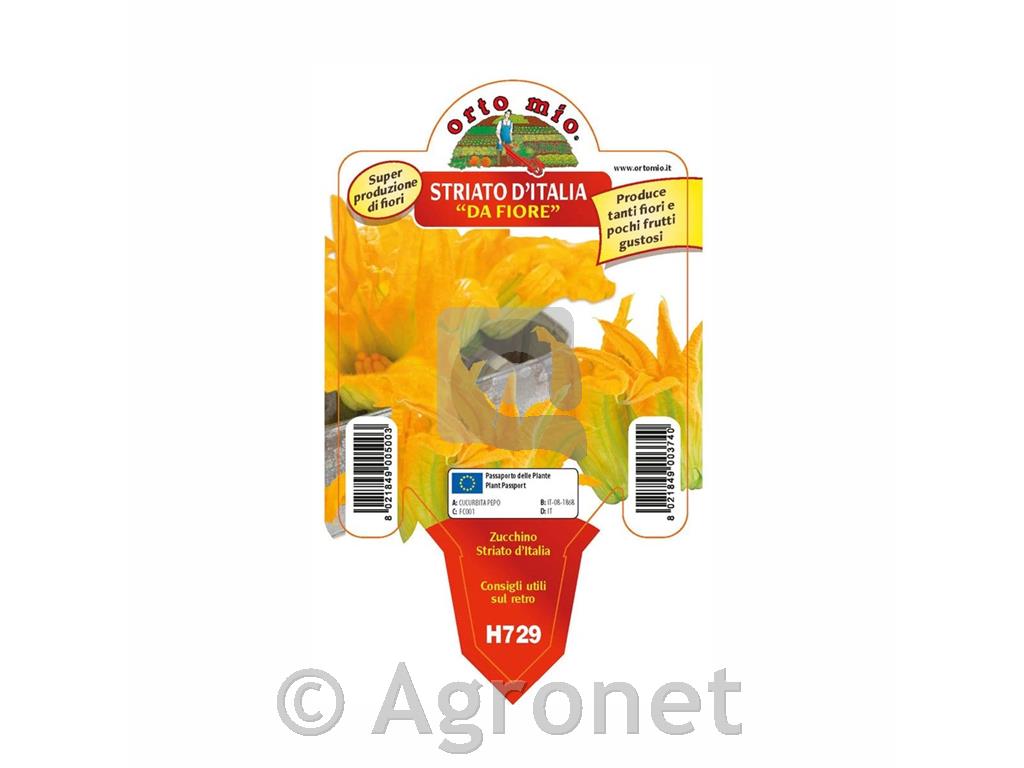 Bučke Striato d'Italia