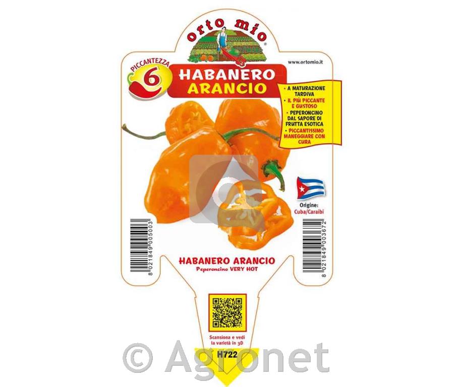 Čili Habanero Orange, 1kos