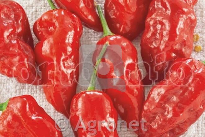 Čili Naga Morich Red, 1kos