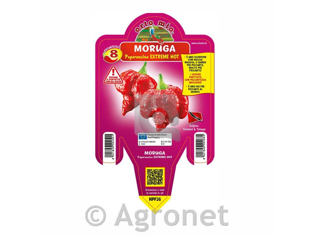 Čili paprika Moruga Scorpion Red, 1kos