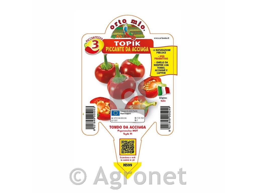 Čili paprika Rodeo F1