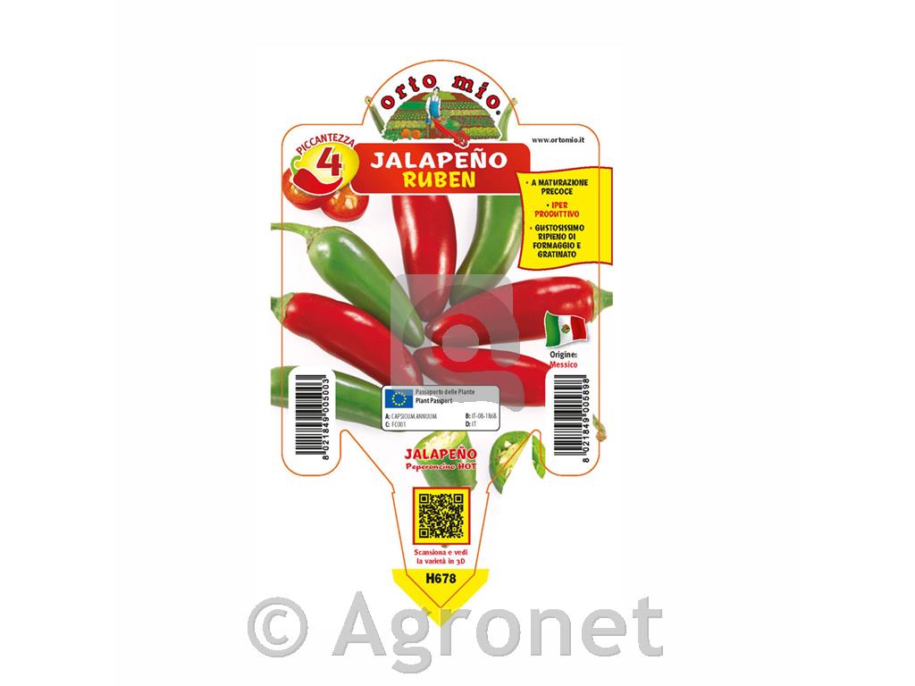 Čili paprika jalapeno Ruben, 1 kos