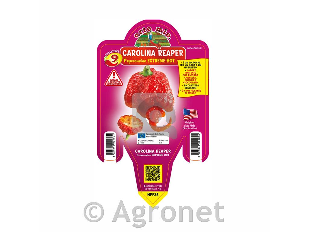 Čili paprika Carolina Reaper