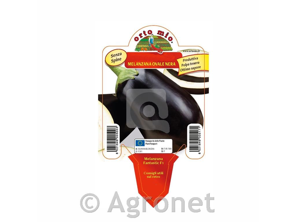 Jajčevec cepljen Black Stream L14, F1, 1 kos