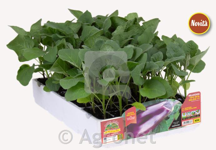 Jajčevec vijolični Delizia F1, 6 kos