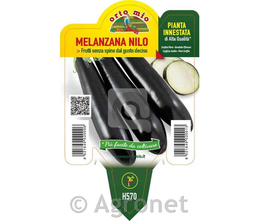 Jajčevec Nilo F1