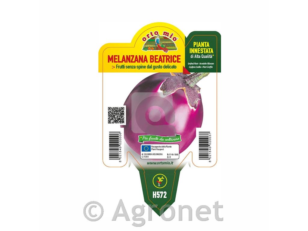 Jajčevec okrogli roza Beatrice F1