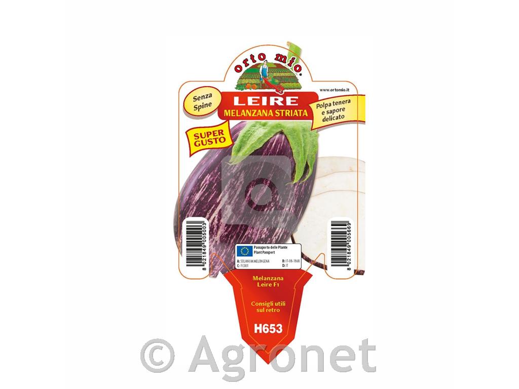 Jajčevec cepljeni progasti Lucilla F1