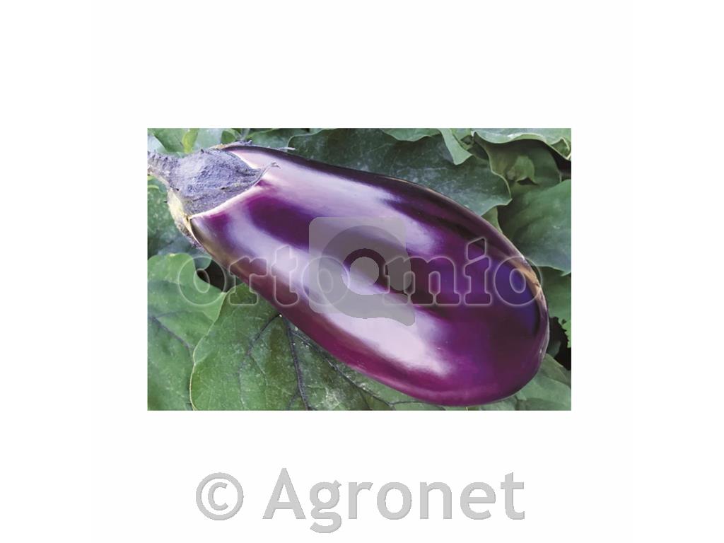 Jajčevec vijolični Delizia F1