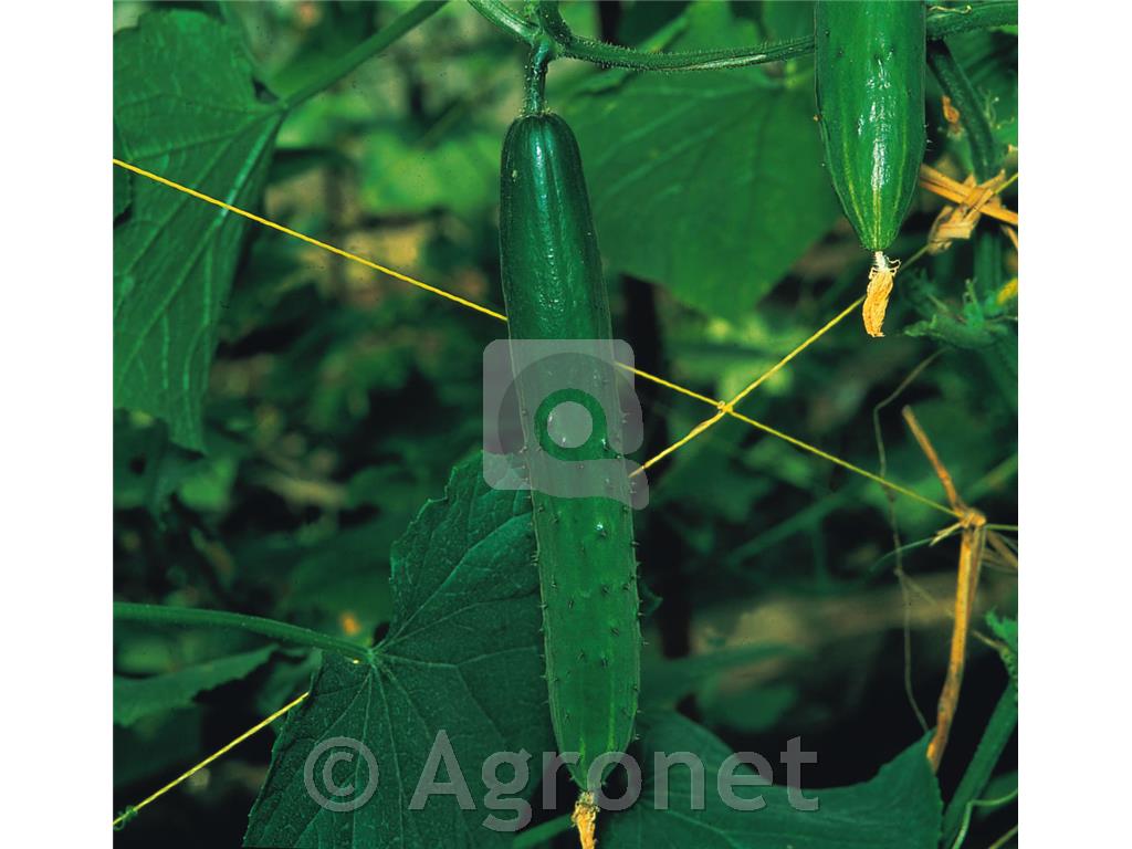 Kumare Tasty Green, 1 kos