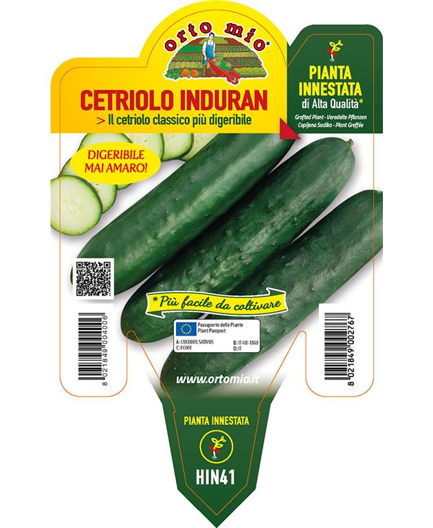 Kumare cepljene solatne Induran F1, 1 kos
