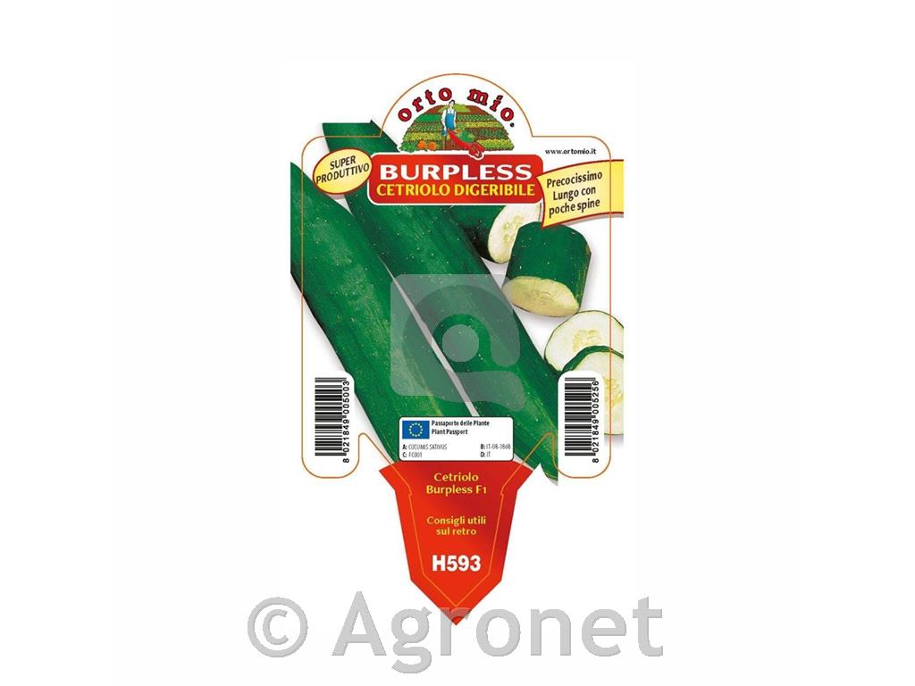 Kumare Sweetcrock F1