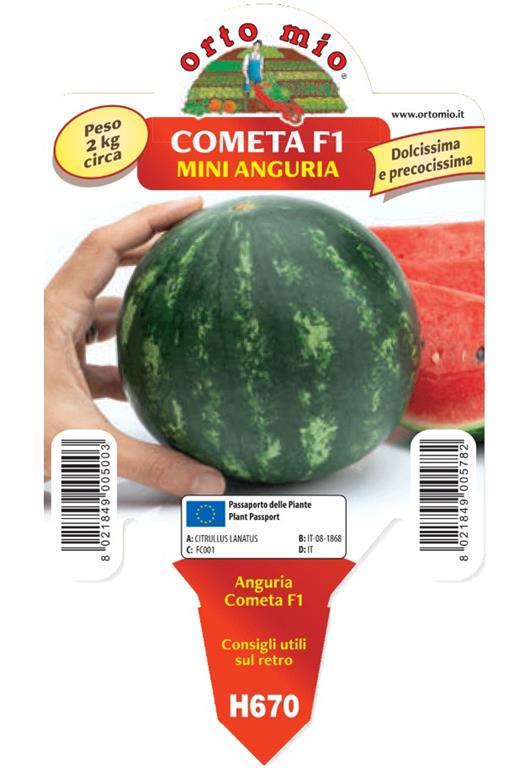 Lubenica mini Cometa (Modellino) F1, 1 kos