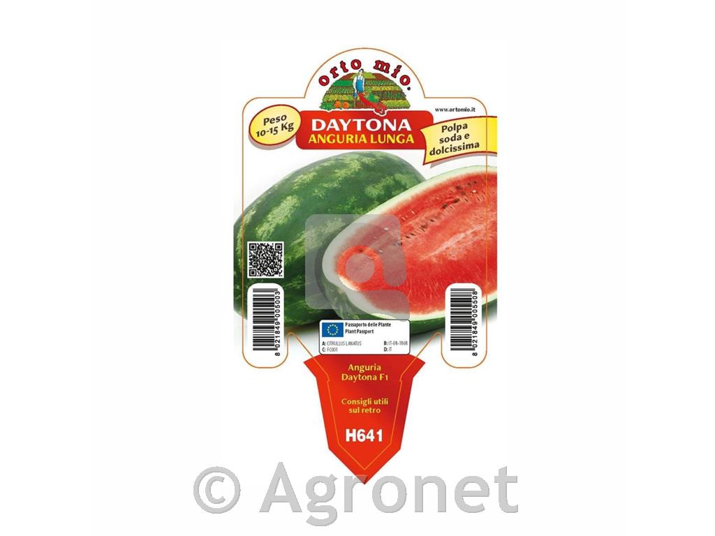 Lubenica podolgovata progasta Regina F1