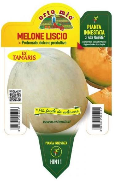 Melona cepljena gladka Bacir (Saphir) F1, 1 kos