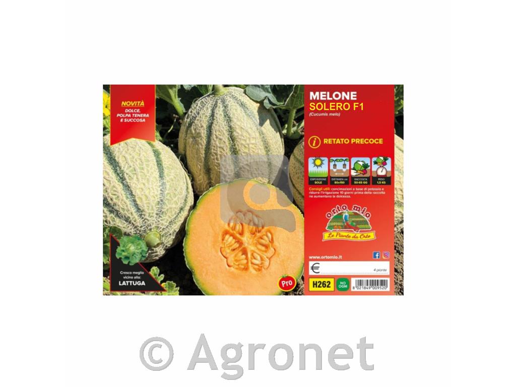 Melona cepljena rebrasta Solero F1