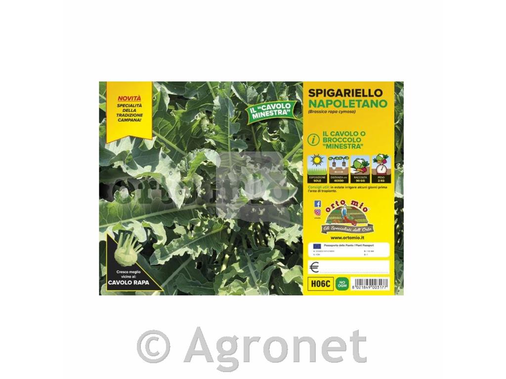 Brokoli Spigariello napoletano, 6 kos