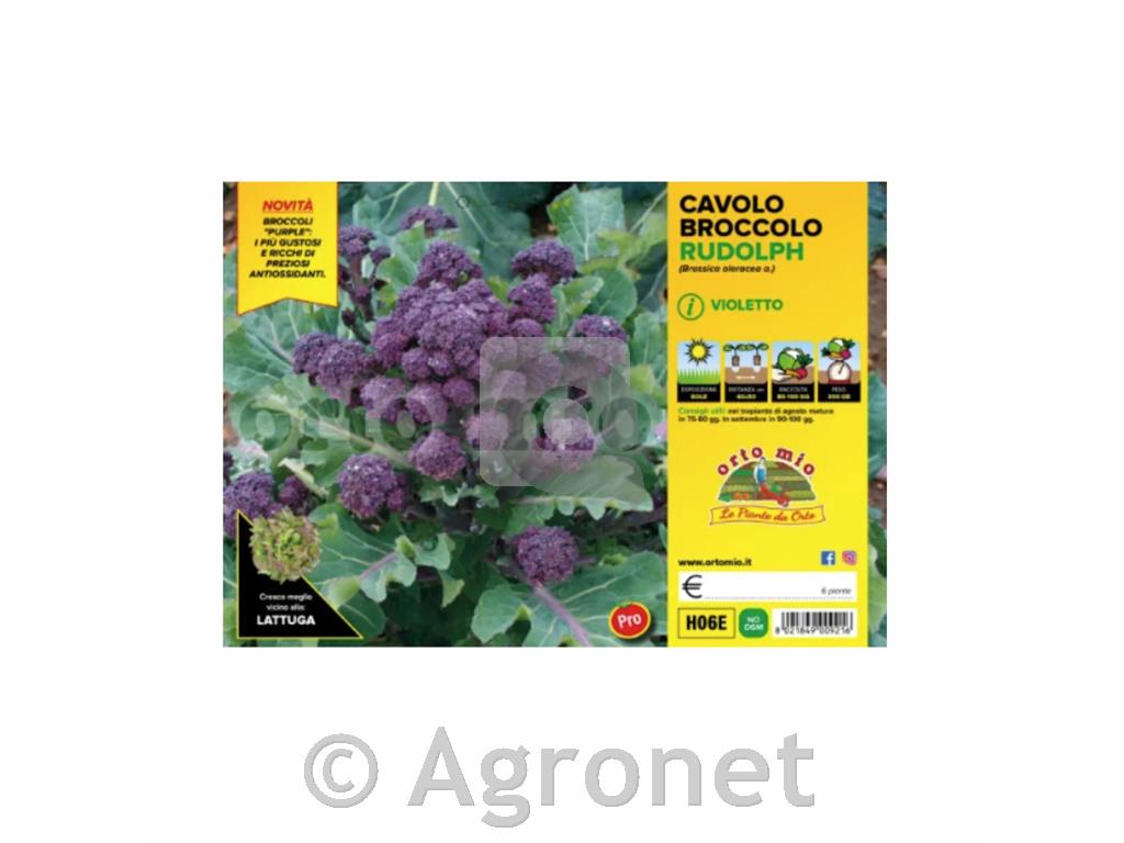 Brokoli vijolčasti Viola a Getti F1, 6 kos