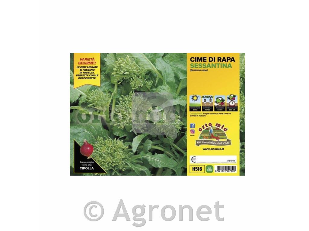 Ogrščica Sessantina, 12 kos