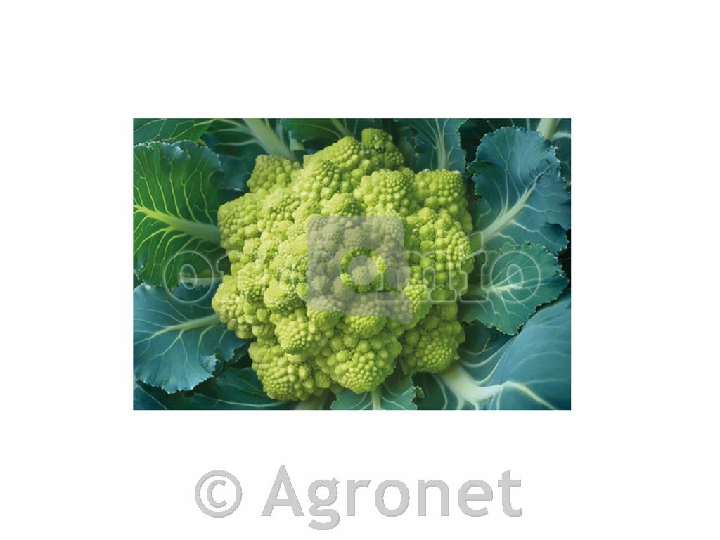 Brokoli zgodnji di Albenga F1, 6 kos