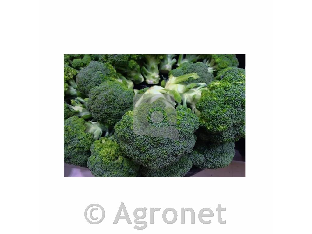 Brokoli zgodnji di Natale, 6 kos