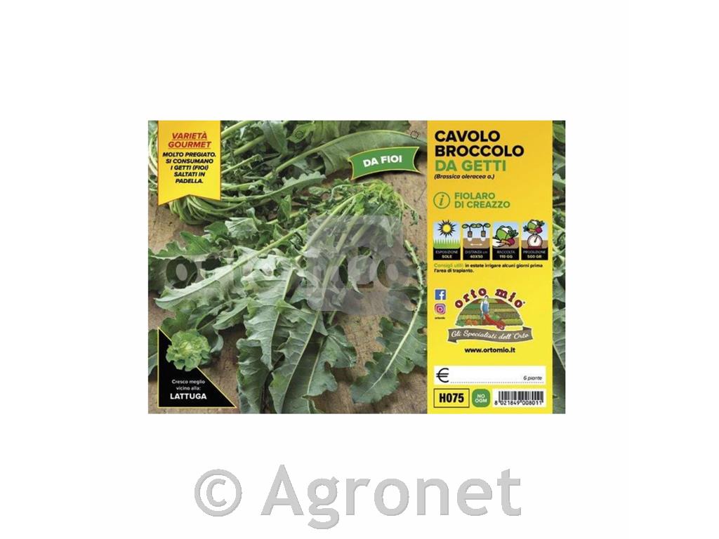 Brokoli Fiolaro iz Creazza, 6kos